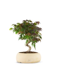 Acero palmato atropurpureum... 2