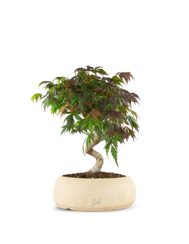 Acero palmato atropurpureum | bonsai...
