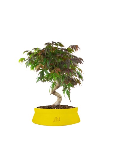 Acero palmato atropurpureum | bonsai...