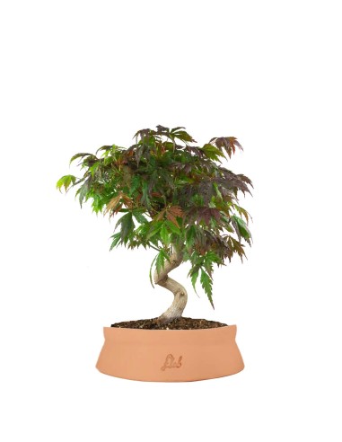 Acero palmato atropurpureum | bonsai...