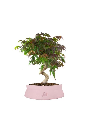 Acero palmato atropurpureum | bonsai...