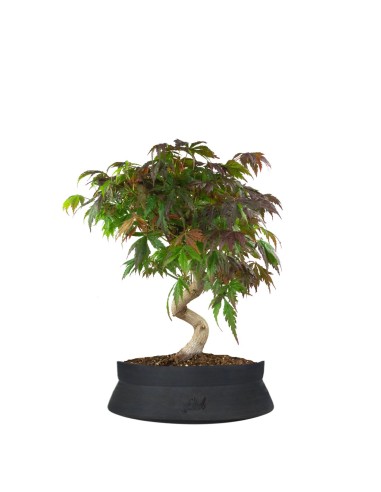 Acero palmato atropurpureum | bonsai...