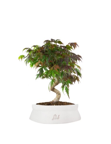Acero palmato atropurpureum | bonsai...