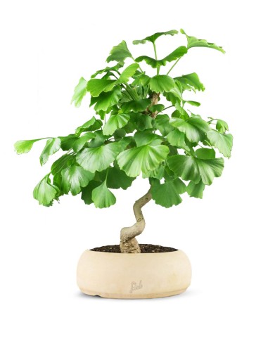 Ginkgo