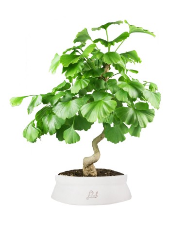 Ginkgo