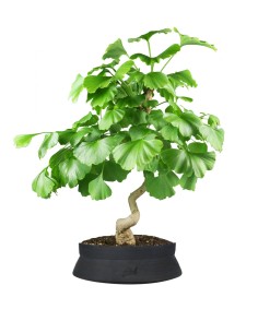 Ginkgo 2
