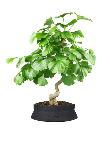 Ginkgo