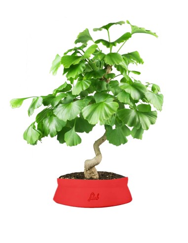 Ginkgo