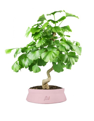Ginkgo