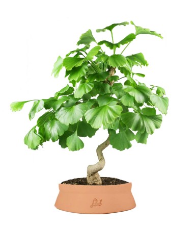 Ginkgo