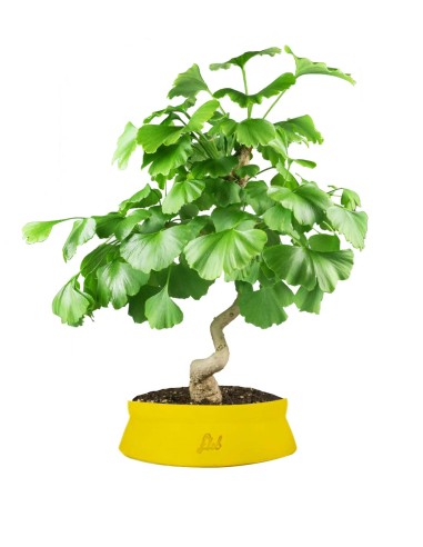 Ginkgo