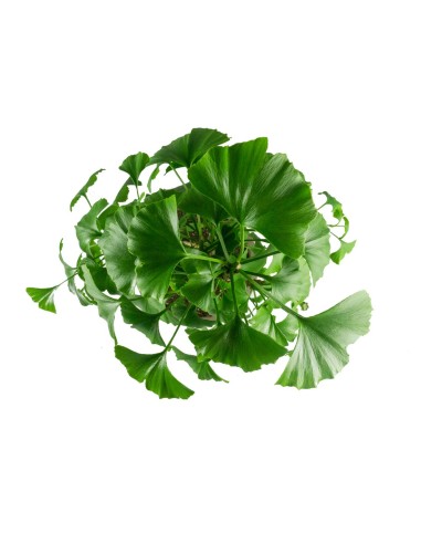 Ginkgo