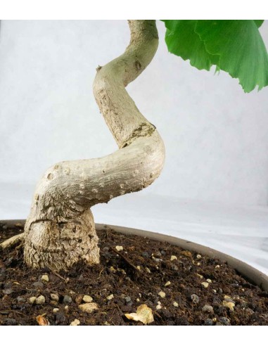 Ginkgo