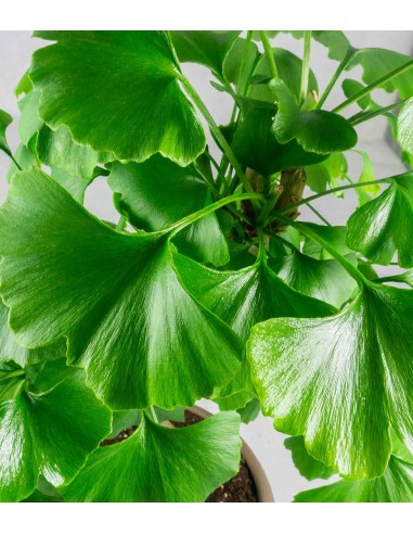 Ginkgo