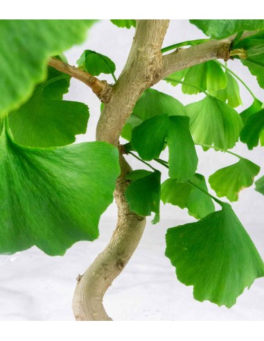 Ginkgo