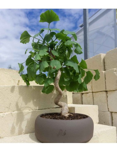 Ginkgo