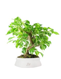 Prunus mahaleb