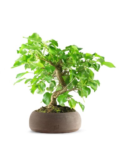 Prunus mahaleb