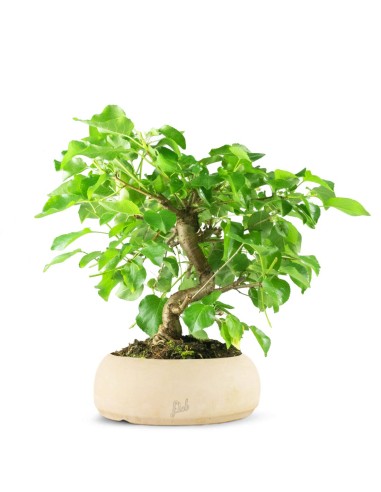 Prunus mahaleb