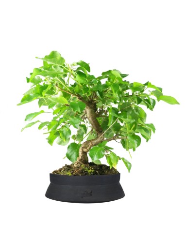 Prunus mahaleb
