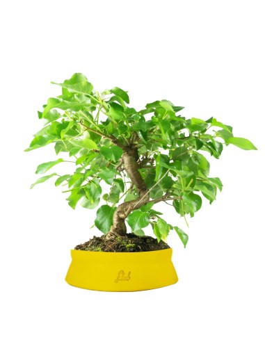 Prunus mahaleb