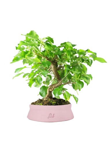 Prunus mahaleb