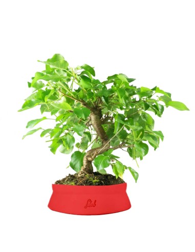 Prunus mahaleb