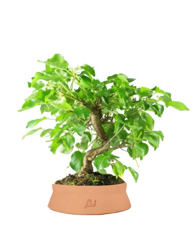 Prunus mahaleb