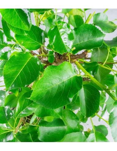 Prunus mahaleb