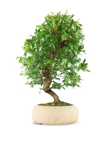 Zelkova bonsai 12 anni