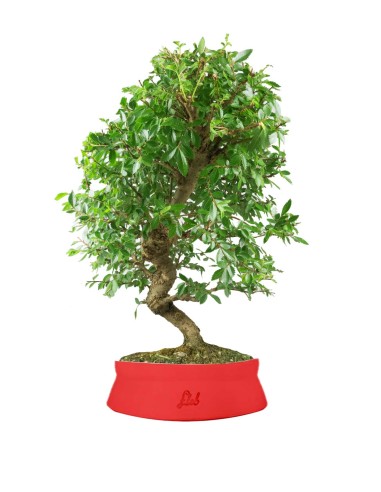Zelkova bonsai 12 anni