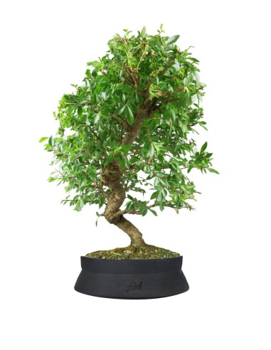 Zelkova bonsai 12 anni