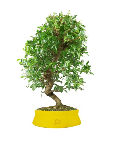 Zelkova bonsai 12 anni