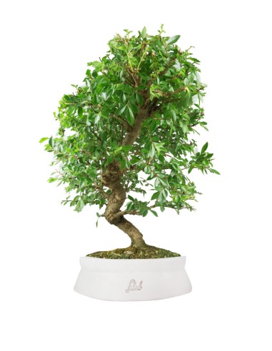 Zelkova bonsai 12 anni