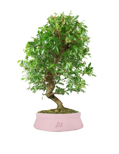 Zelkova bonsai 12 anni
