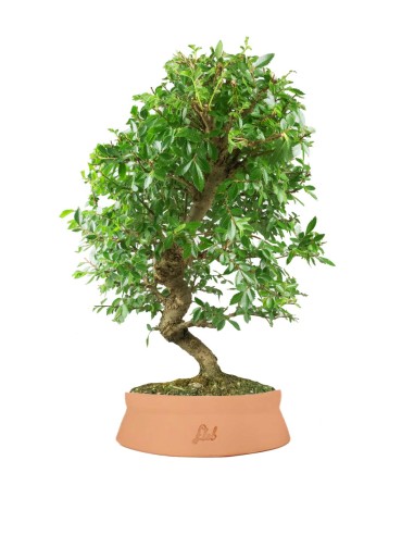 Zelkova bonsai 12 anni
