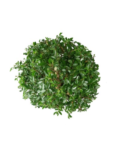 Zelkova bonsai 12 anni