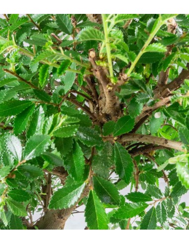 Zelkova bonsai 12 anni