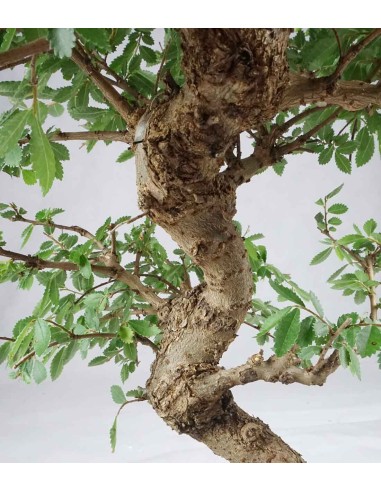 Zelkova bonsai 12 anni