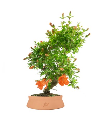 Punica Granatum | Melograno nano...