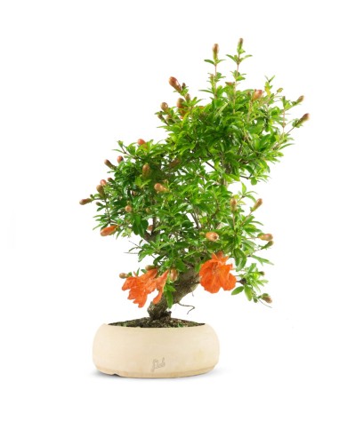 Punica Granatum | Melograno nano...