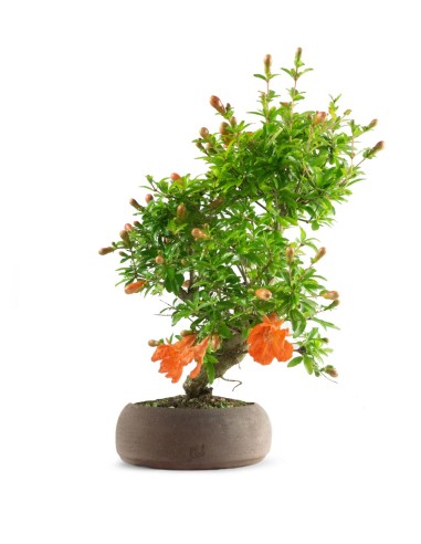 Punica Granatum | Melograno nano...