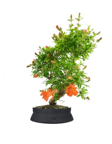 Punica Granatum | Melograno nano...