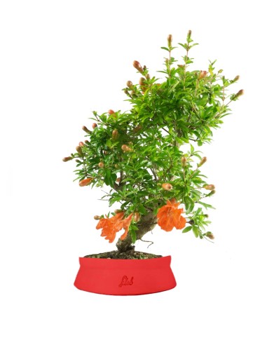Punica Granatum | Melograno nano...