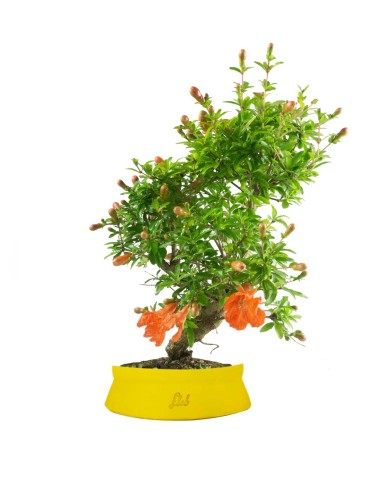 Punica Granatum | Melograno nano...