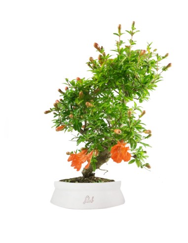 Punica Granatum | Melograno nano...