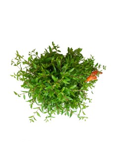 Punica Granatum | Melograno... 2