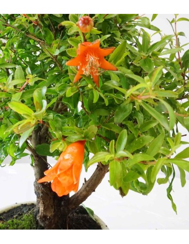 Punica Granatum | Melograno nano...