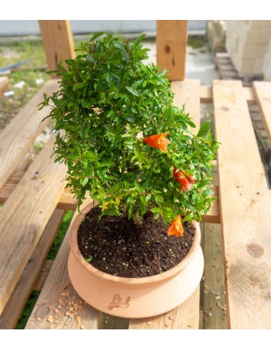 Punica Granatum | Melograno nano...