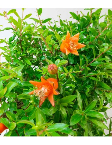 Punica Granatum | Melograno nano...